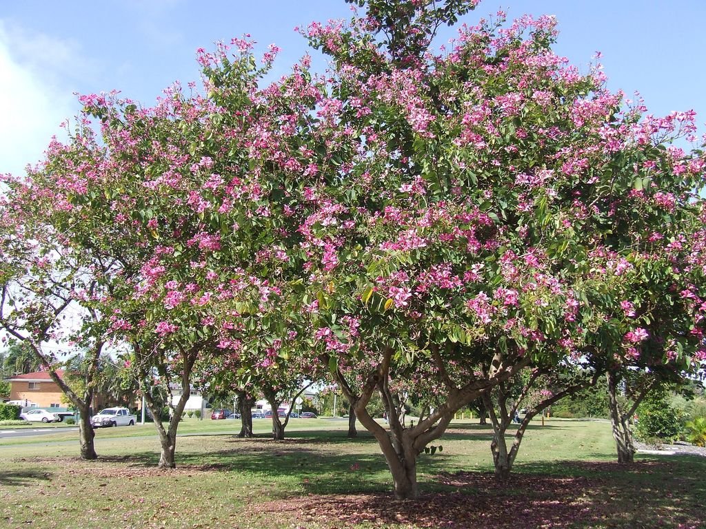Casco de Vaca - Vista 5